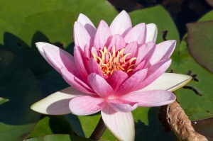 water-lilies-455231_1280